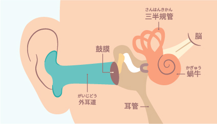 耳は聴覚だけでなく、身体のバランス感覚をつかさどる働きもあります。